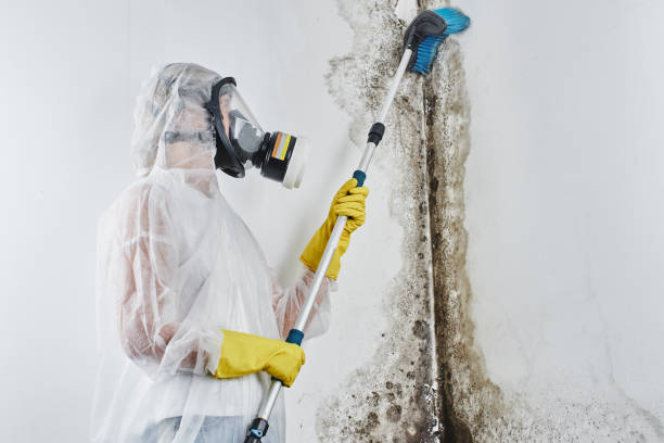 Best Emergency Mold Removal  in Ashley, OH