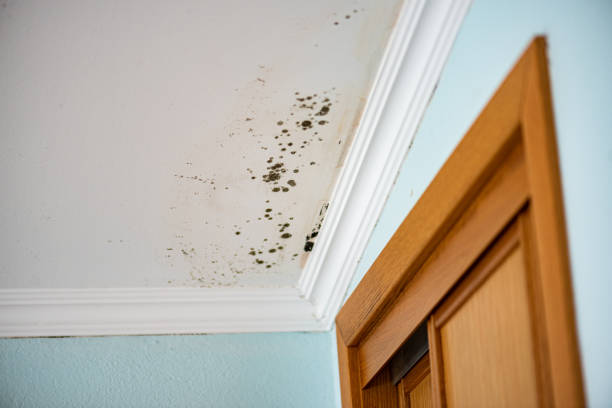 Certified Mold Removal in Ashley, OH