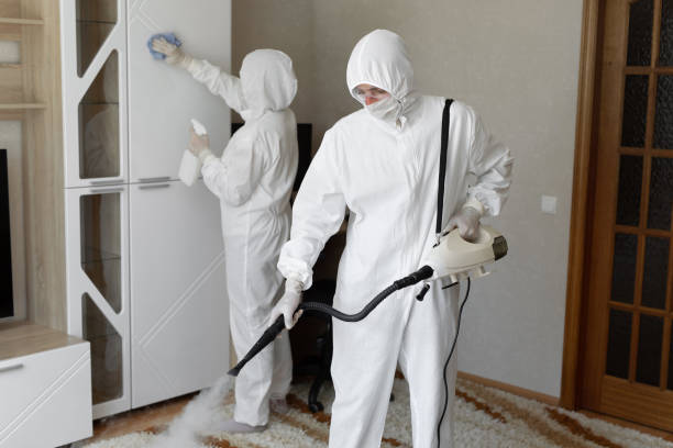 Attic Mold Removal in Ashley, OH
