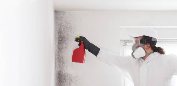 Best Best Mold Removal Companies  in Ashley, OH