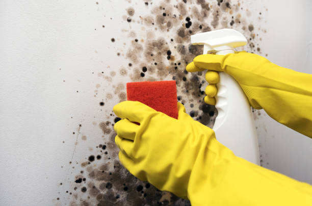 Best Mold Cleaning Services  in Ashley, OH