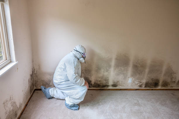 Best Toxic Mold Removal  in Ashley, OH
