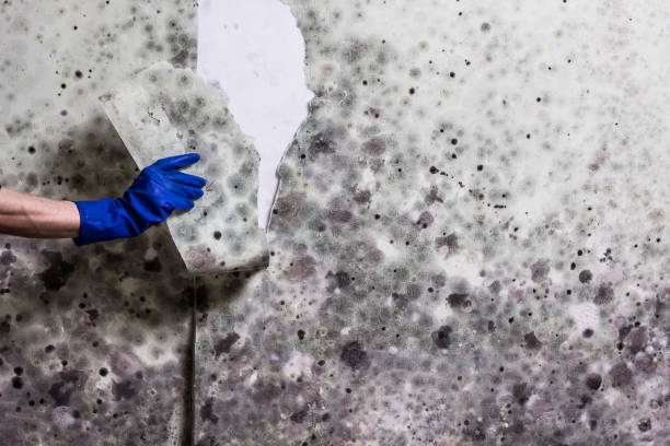 Best Water Damage Restoration  in Ashley, OH