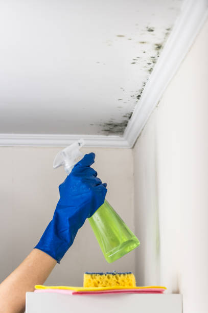 Best Black Mold Removal  in Ashley, OH